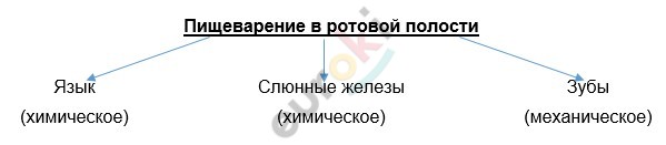 Timeline Description automatically generated