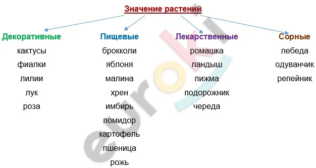 Конспект по биологии 5 класс Значение растений