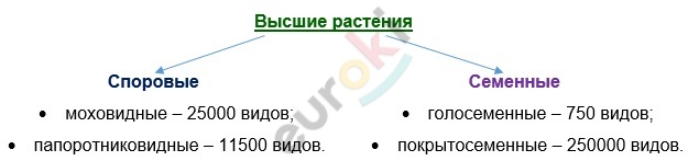 A picture containing diagram Description automatically generated