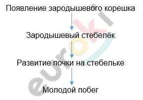 Timeline Description automatically generated