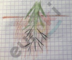 A close-up of a plant Description automatically generated with low confidence