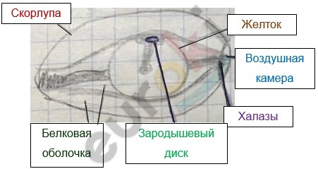Diagram Description automatically generated