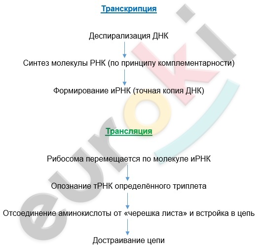Конспект по биологии 9 класс Биосинтез белка with low confidence