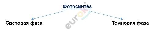 Text Description automatically generated