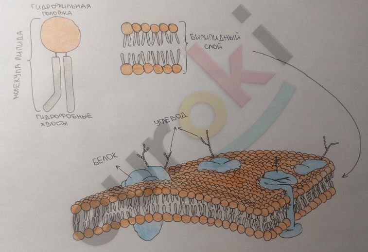 Diagram Description automatically generated
