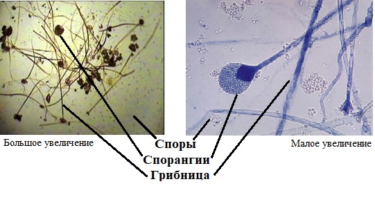 малом.jpg