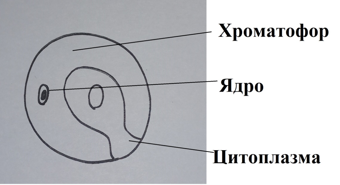хлорелла.jpg