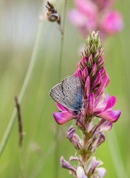 Butterfly 5704690 1920